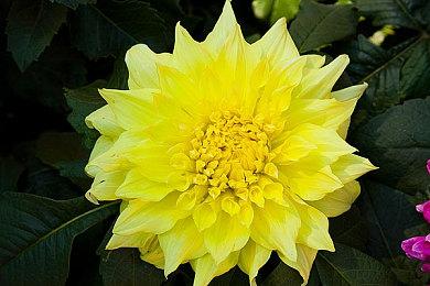 《堡垒之夜》x 星野源 “声浪”虚拟演唱会 将于6月9日开启